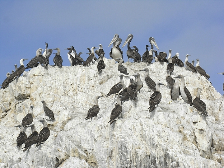 Isla Ballestas - Peru